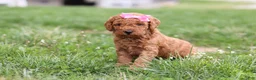 Mini Goldendoodle dogs for sale: Tessa - Ad 2