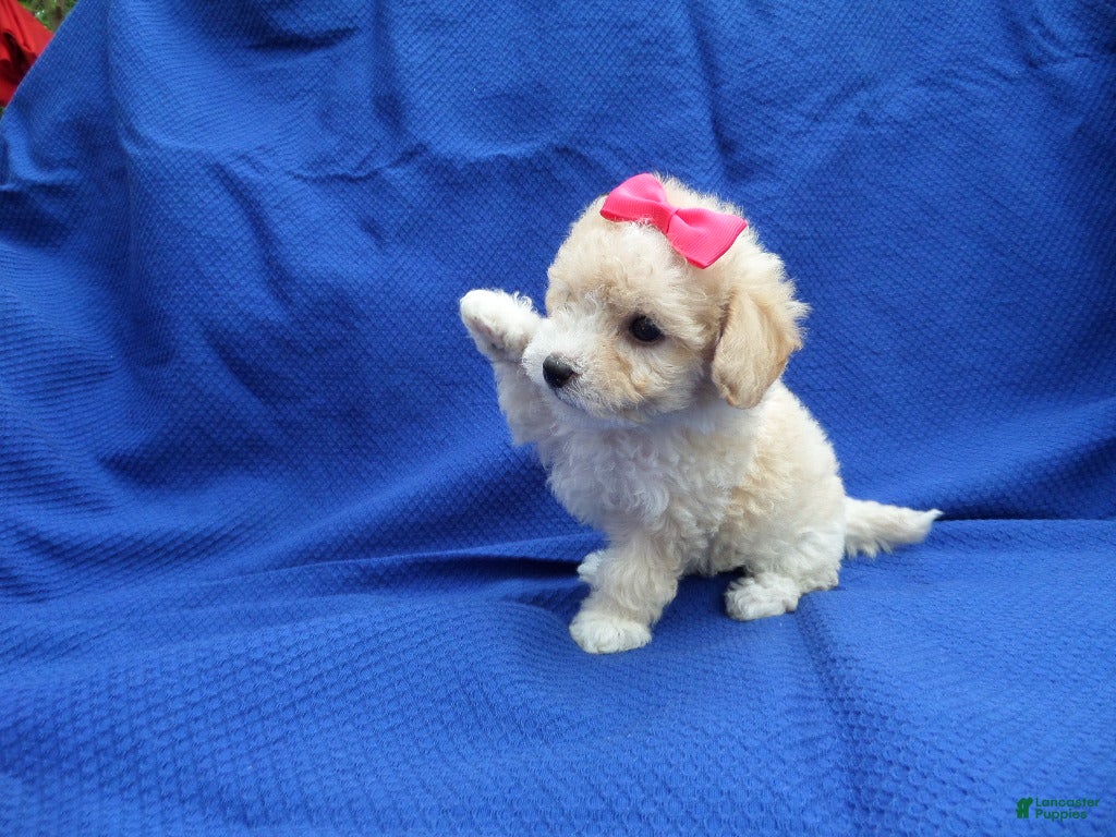 Maltipoo dogs Lily - Ad 15