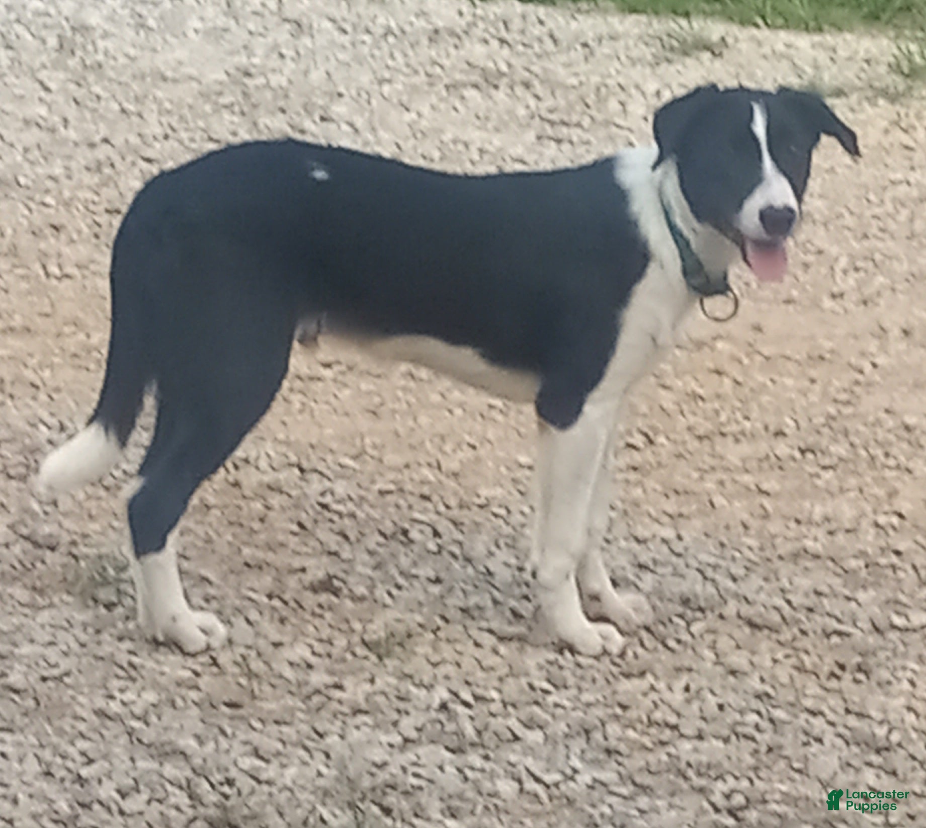 Border Collie dogs Spotify - Ad 2