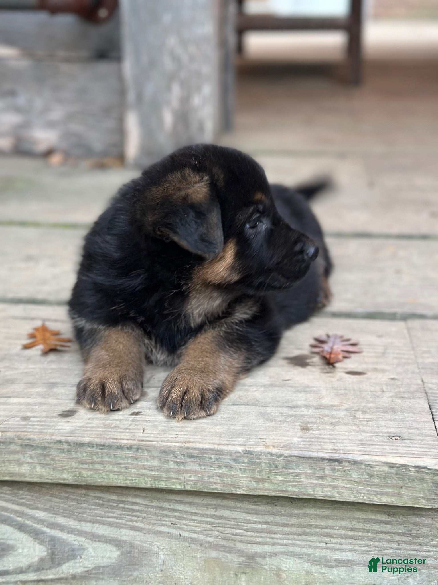 German Shepherd dogs German Shepherd 5 - Ad 35