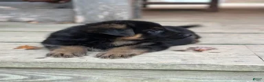 German Shepherd 5