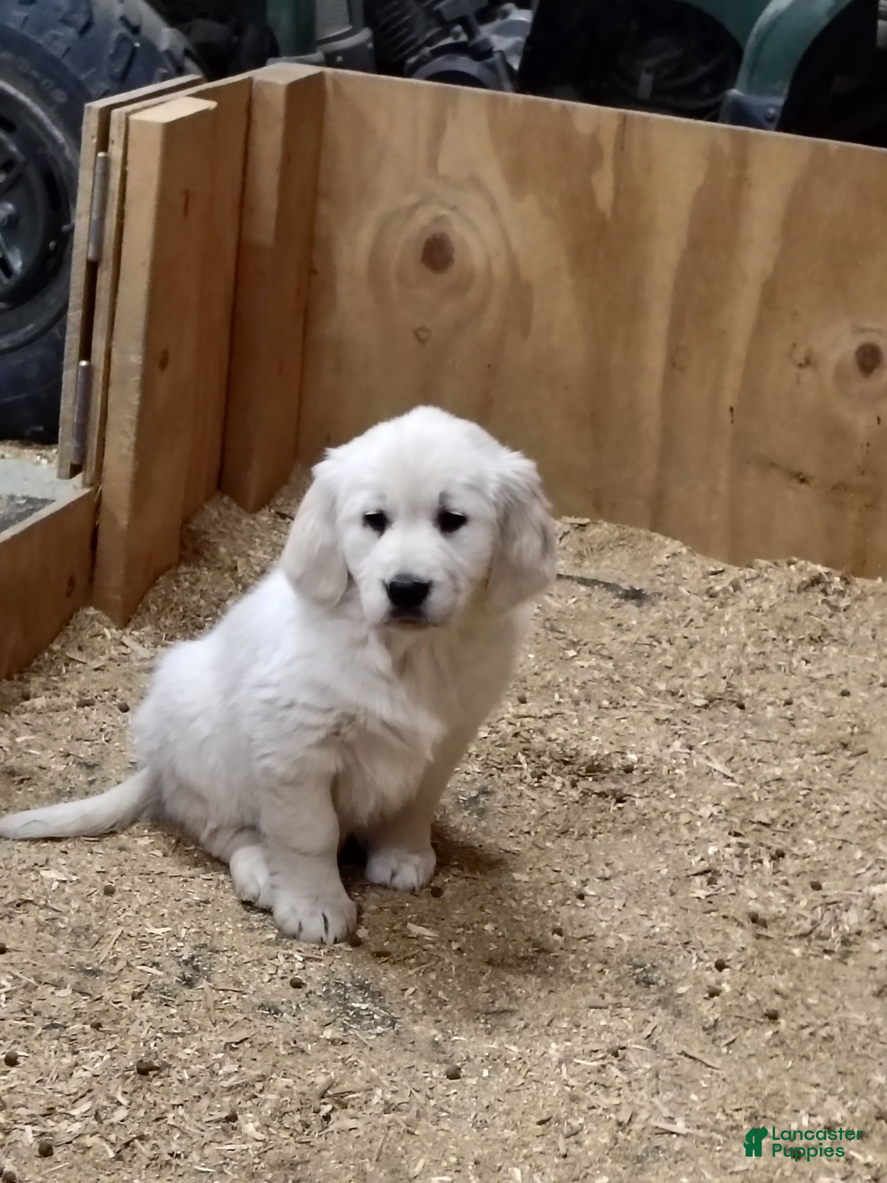 Golden Retriever dogs Golden Retriever Puppy 2 - Ad 13