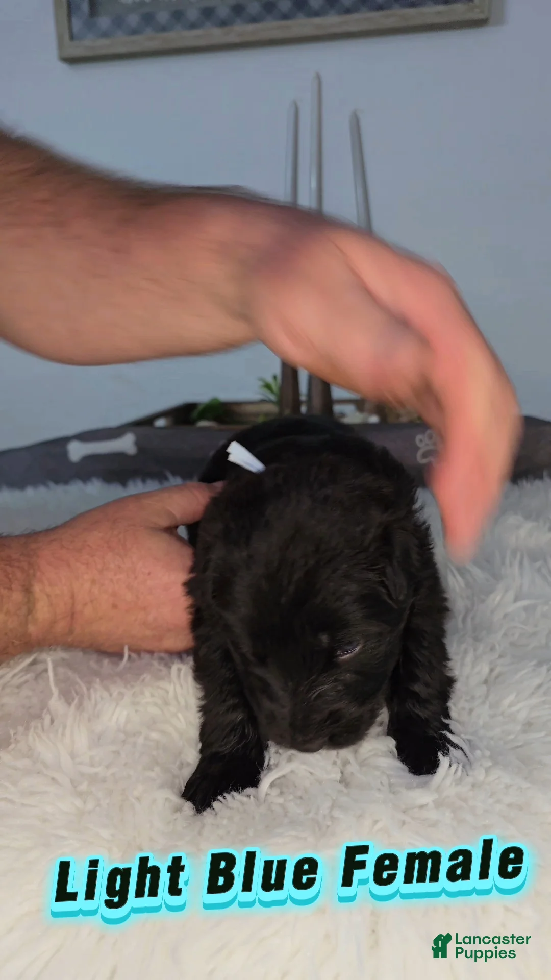 German Shepherd dogs for sale: Solid Black long coat hair Female Light Blue  - Ad 2