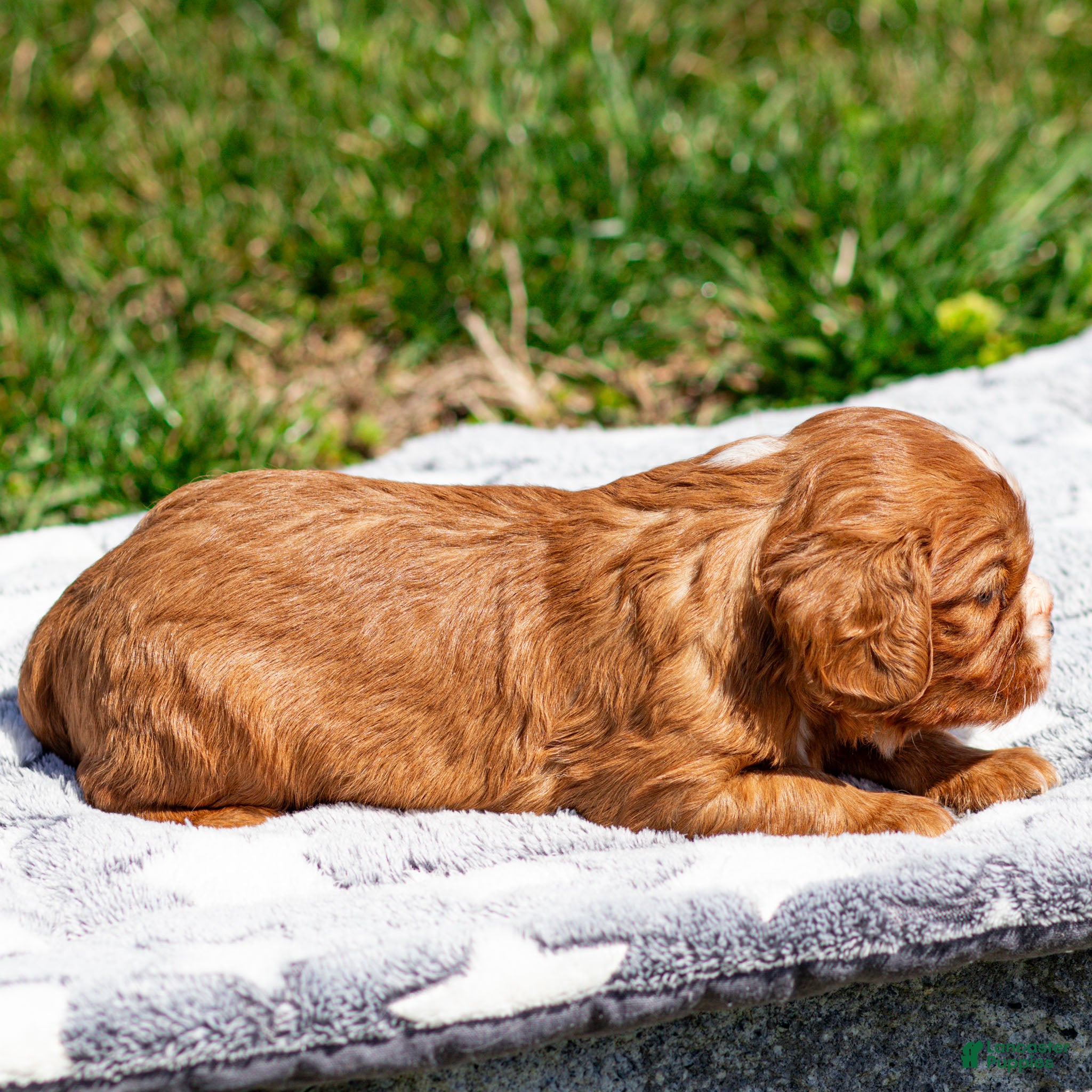 Cavalier King Charles Spaniel dogs Cal Cavalier King Charles Spaniel Puppy  - Ad 2