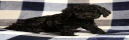 Miniature Poodle dogs for sale: Chip - Ad 7