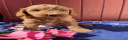 Mini Goldendoodle dogs for sale: Biscuit - Ad 3