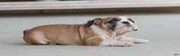 English Bulldog dogs for sale: Amber - Ad 6