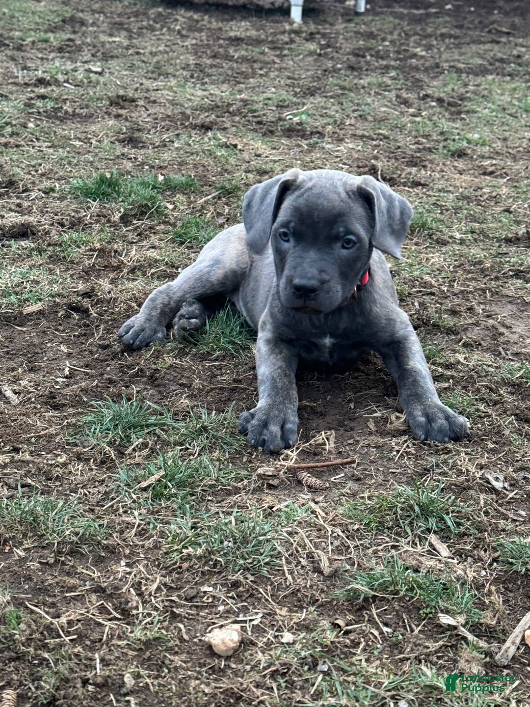 Cane Corso dogs for sale: Stormii - Ad 12