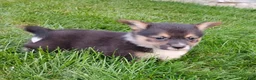 Welsh Corgi Pembroke dogs for sale: Welsh Corgi Pembroke 4 - Ad 3