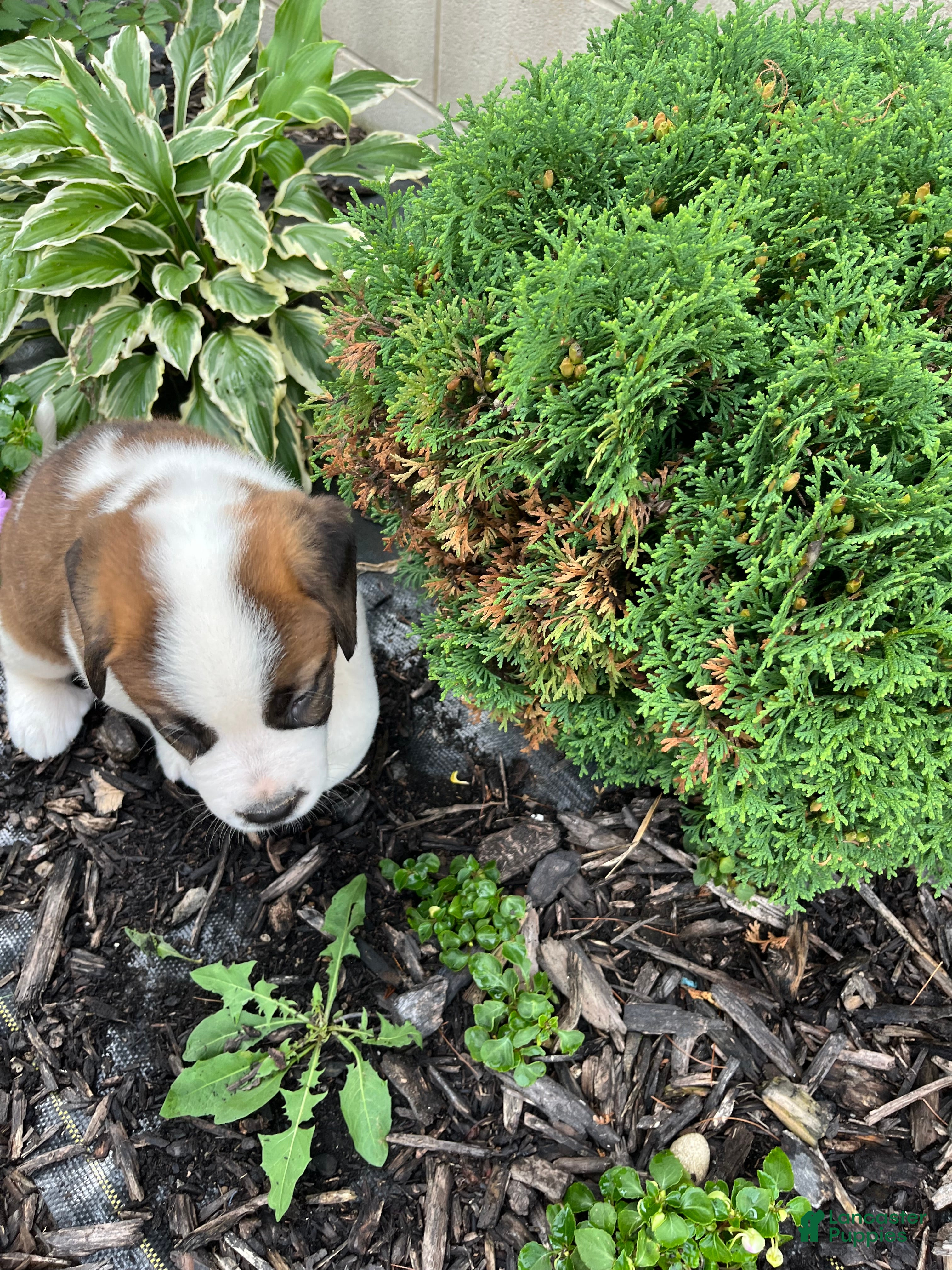 Saint Bernard dogs Saint Bernard 8 - Ad 2