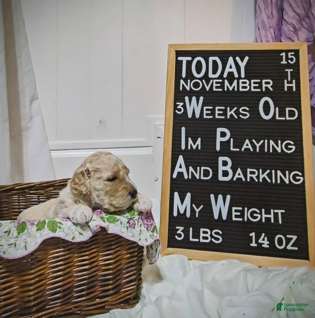 Mixed Breed dogs for sale: Ainsley  - Ad 3