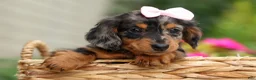 Miniature Dachshund dogs for sale:   Hailey 🎀 - Ad 17