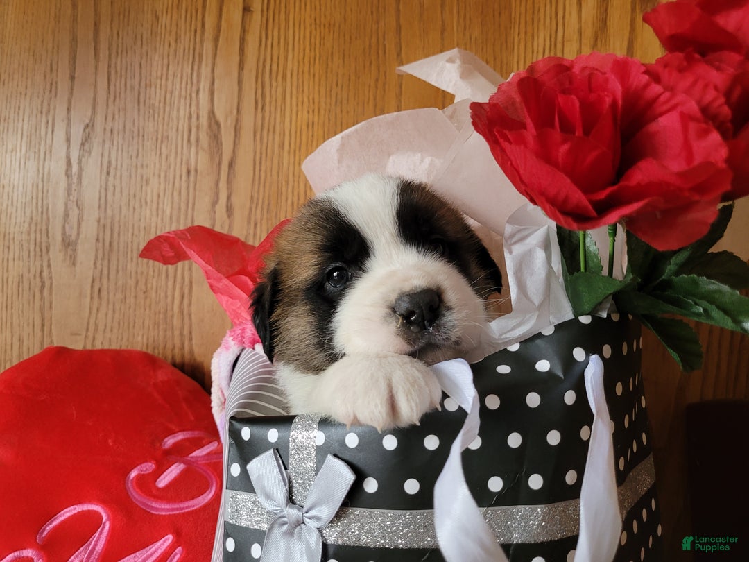 Saint Bernard dogs for sale: Max - Ad 1