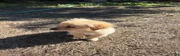 Maltipoo dogs for sale: Maltipoo 1 - Ad 9