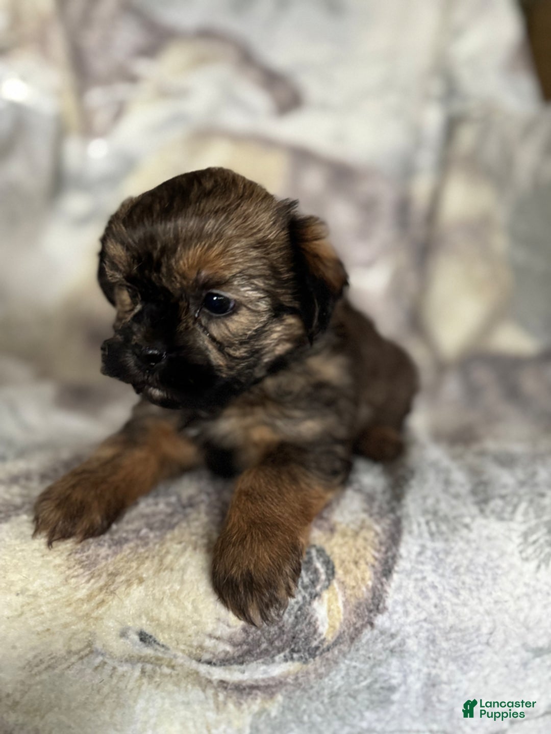 Shorkie dogs for sale: Buster - Ad 5