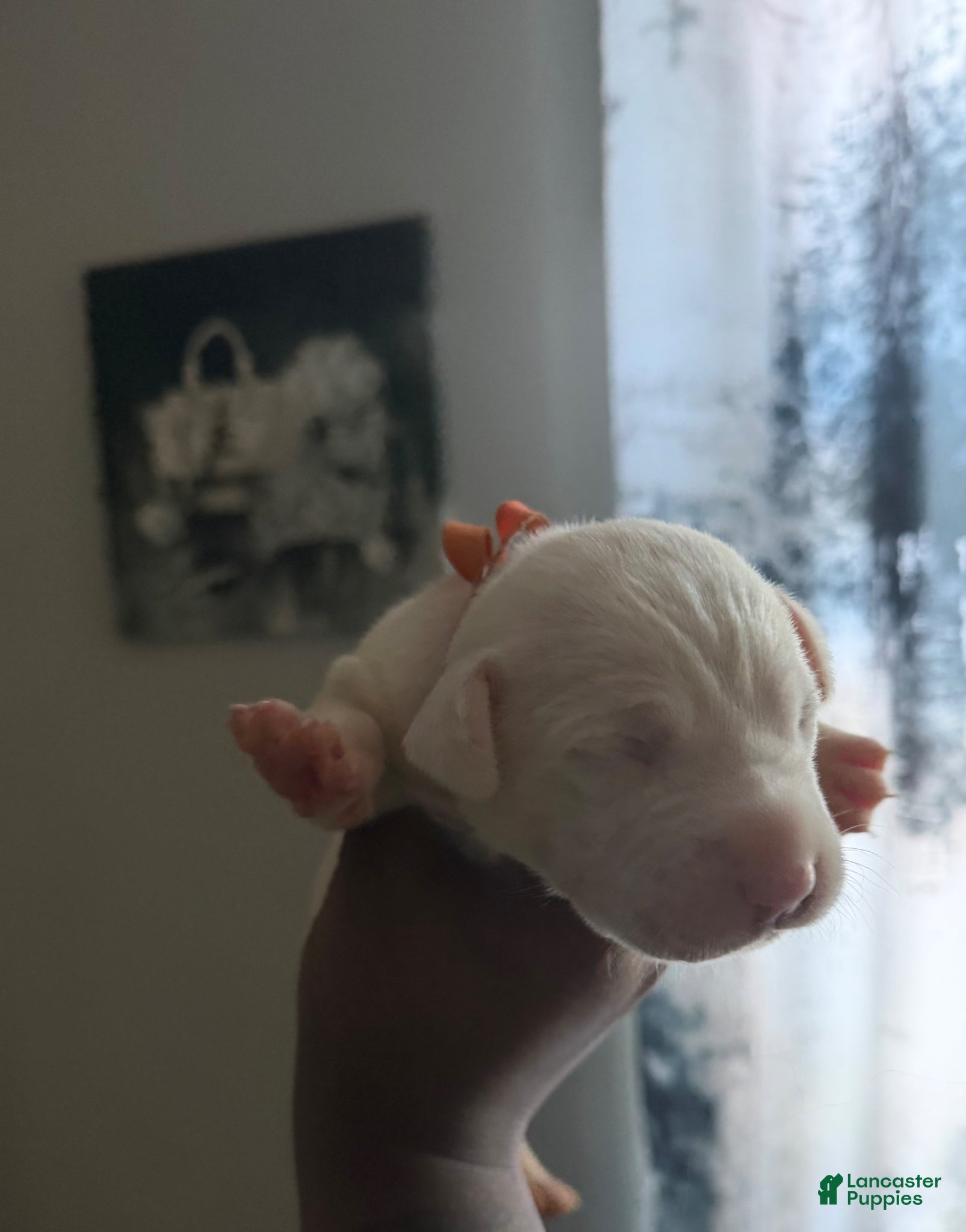 Mixed Breed dogs IVY - Ad 23