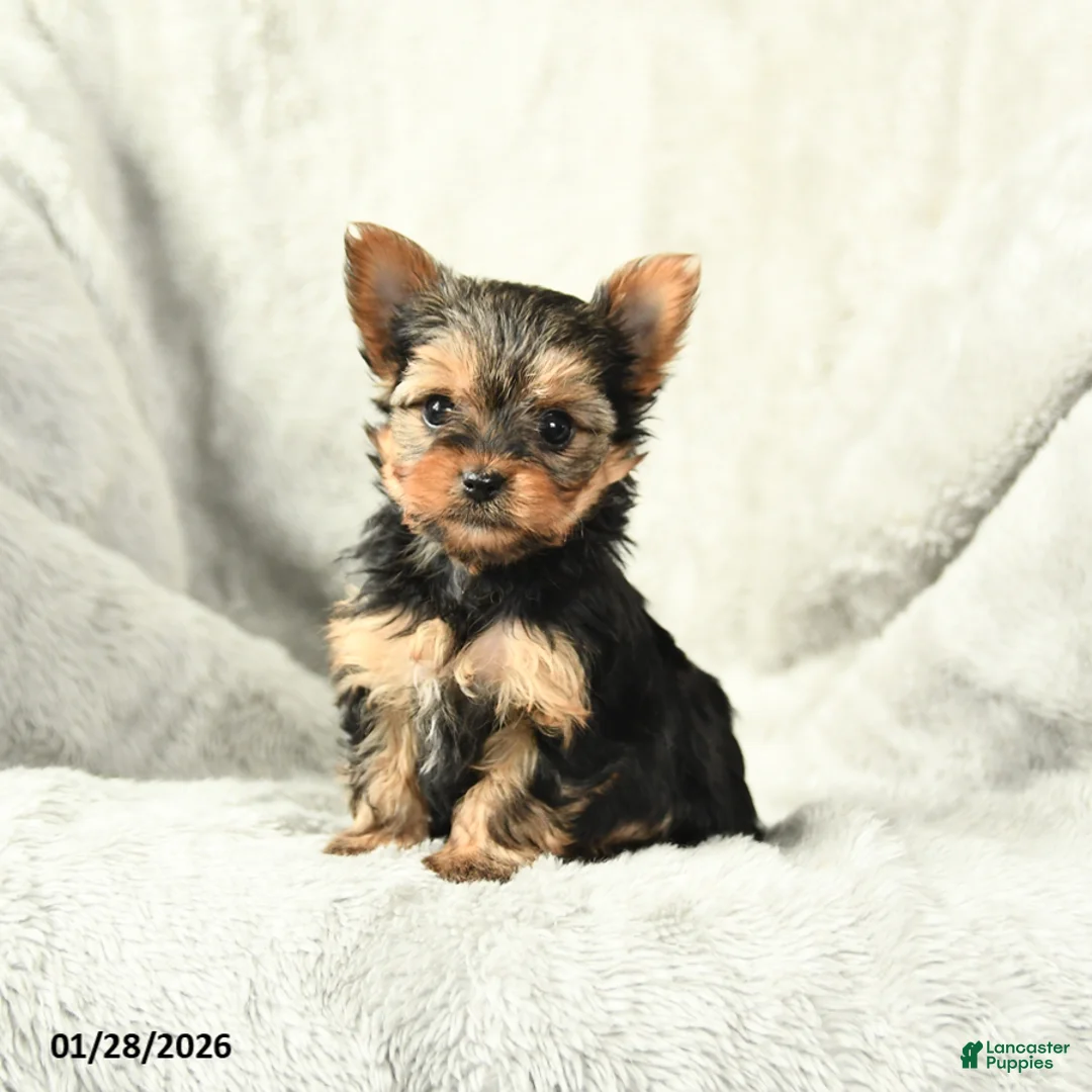 Yorkshire Terrier dogs for sale: Pearl - Ad 2