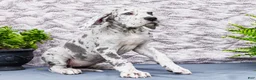 Great Dane dogs for sale: Kelsey - Ad 7
