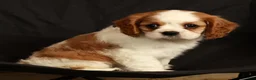 Cavalier King Charles Spaniel dogs for sale: Perry - Ad 9