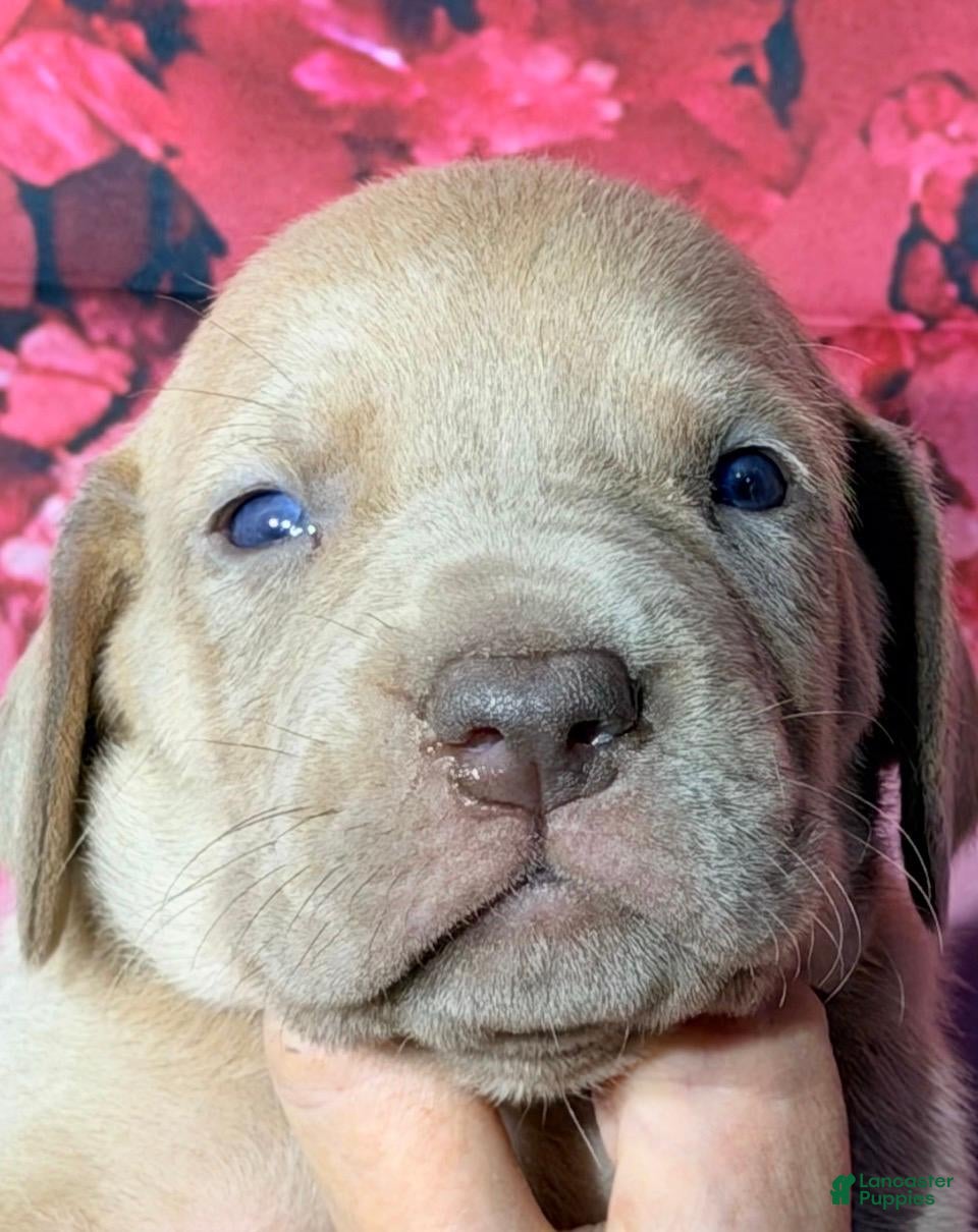 Great Dane dogs Gary - Lilac - Ad 8