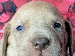 Great Dane dogs Gary - Lilac - Ad 8