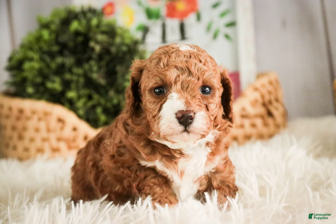 Miniature Poodle dogs for sale: Ellie - Ad 6
