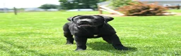 Cane Corso dogs for sale: Ruby  - Ad 3