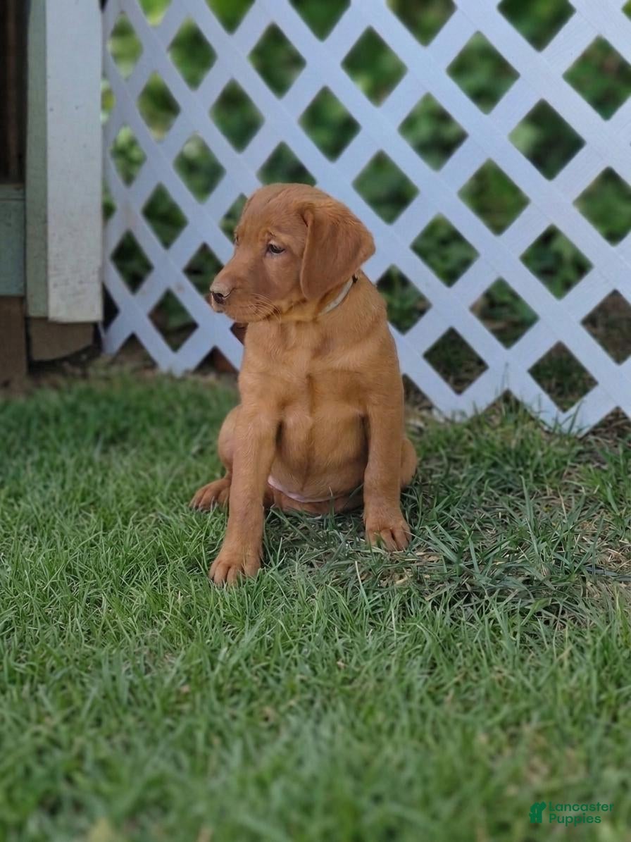 Labrador Retriever dogs for sale: Maple (grey collar) - Ad 1