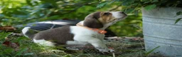Beagle dogs for sale: Otis - Ad 16