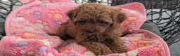Toy Poodle dogs for sale: Violet  - Ad 12
