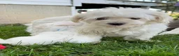 Maltese dogs for sale: Cooper - Ad 6