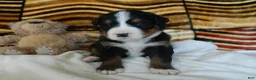 Bernese Mountain Dog dogs for sale: Beulah - Ad 3