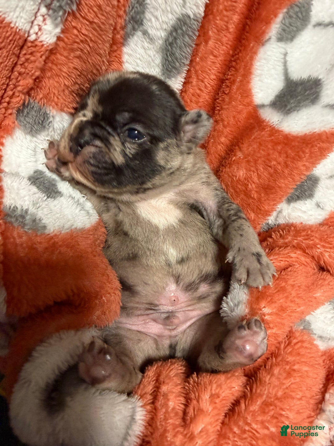 French Bulldog dogs for sale: Prince - Ad 4