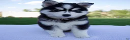 Pomsky dogs for sale: Spike - Ad 1