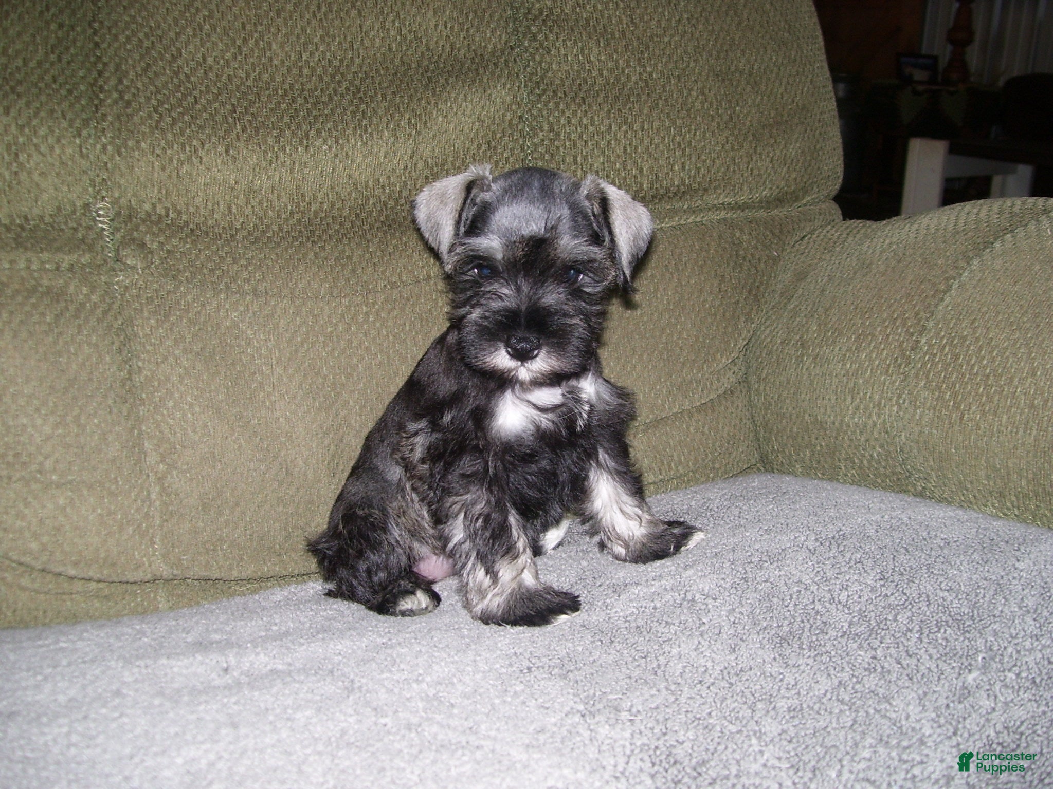 Miniature Schnauzer dogs for sale: SADIE - Ad 3