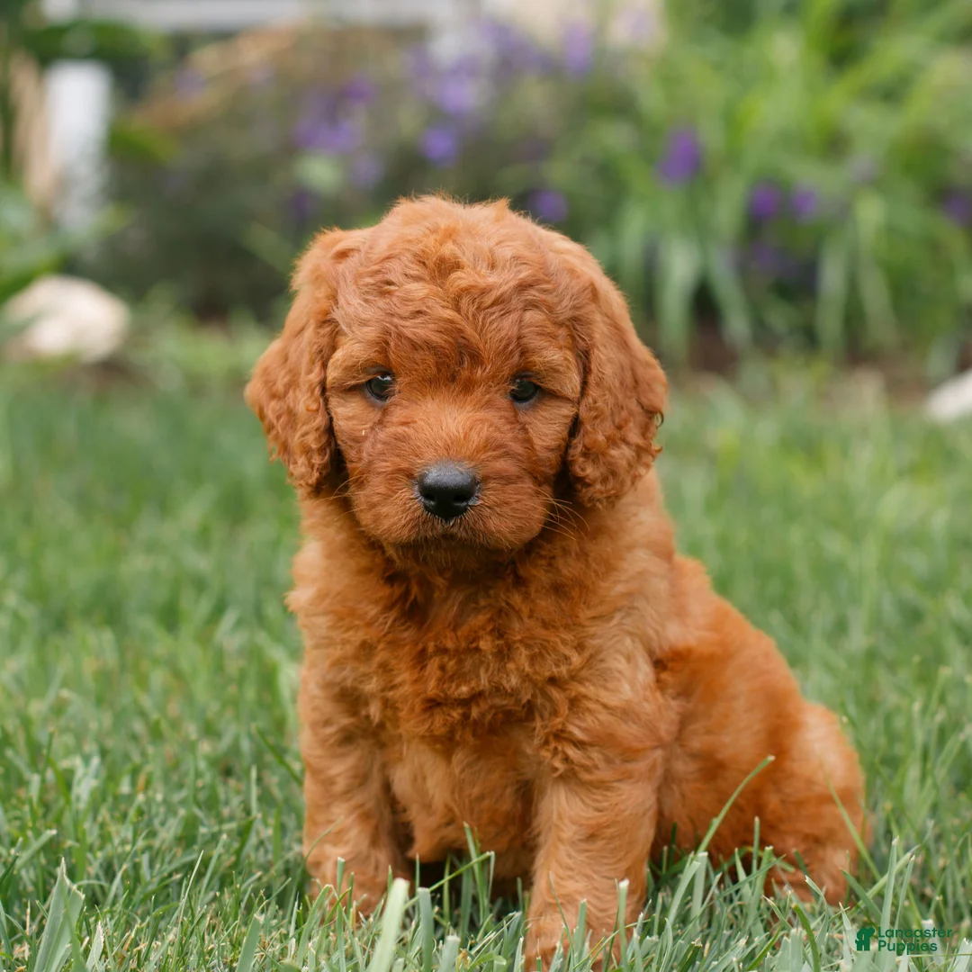 Miniature Labradoodle dogs for sale: Faye  - Ad 1