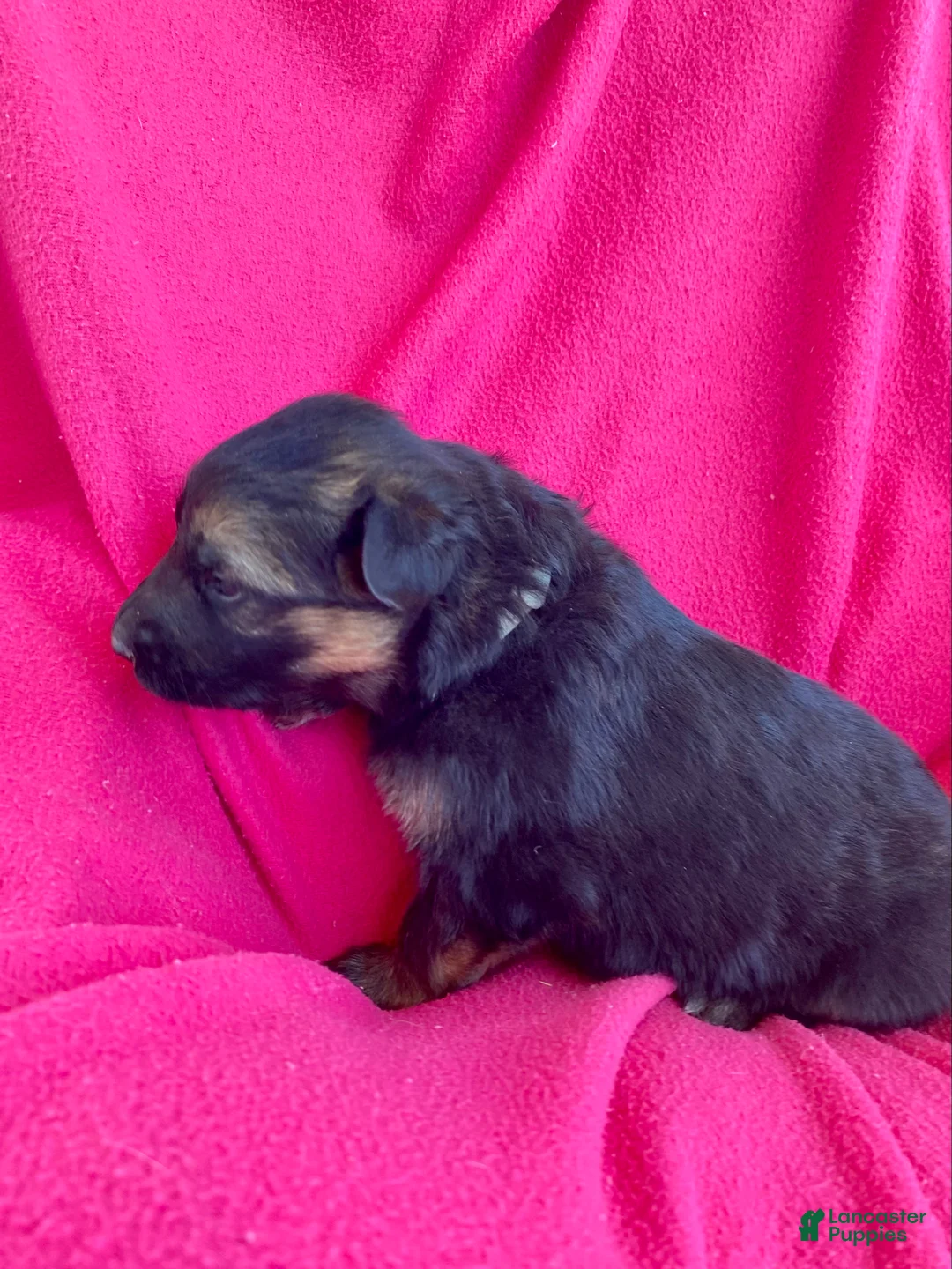 German Shepherd dogs for sale: German Shepherd Puppy 7 - Ad 2