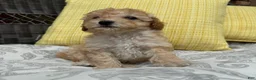 Toy Poodle dogs for sale: Honey  - Ad 5
