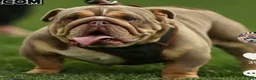 English Bulldog dogs for sale: English Bulldog Puppy 1 - Ad 7