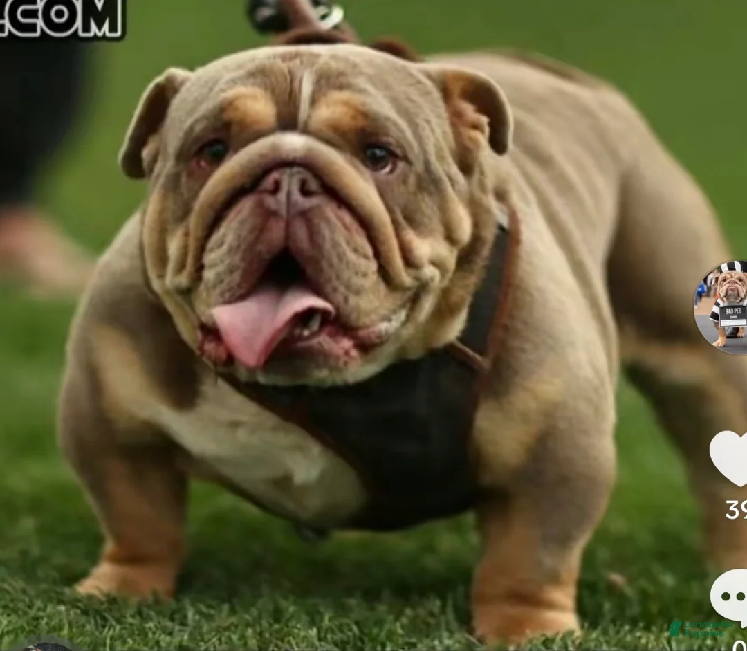 English Bulldog dogs for sale: English Bulldog Puppy 1 - Ad 7