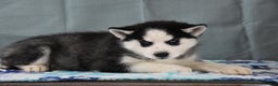 Siberian Husky dogs for sale: Blakely - Ad 1