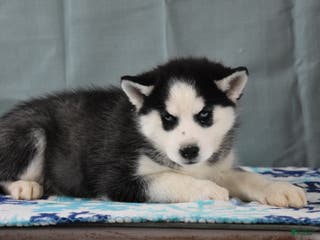 Siberian Husky dogs Blakely - Ad 22