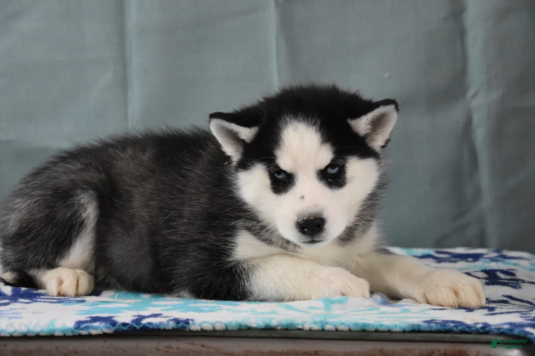 Siberian Husky dogs for sale: Blakely - Ad 1