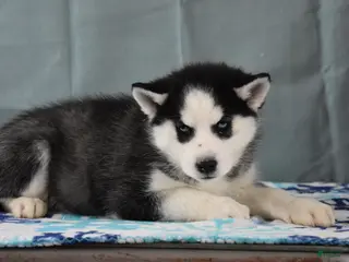 Siberian Husky dogs Blakely - Ad 33