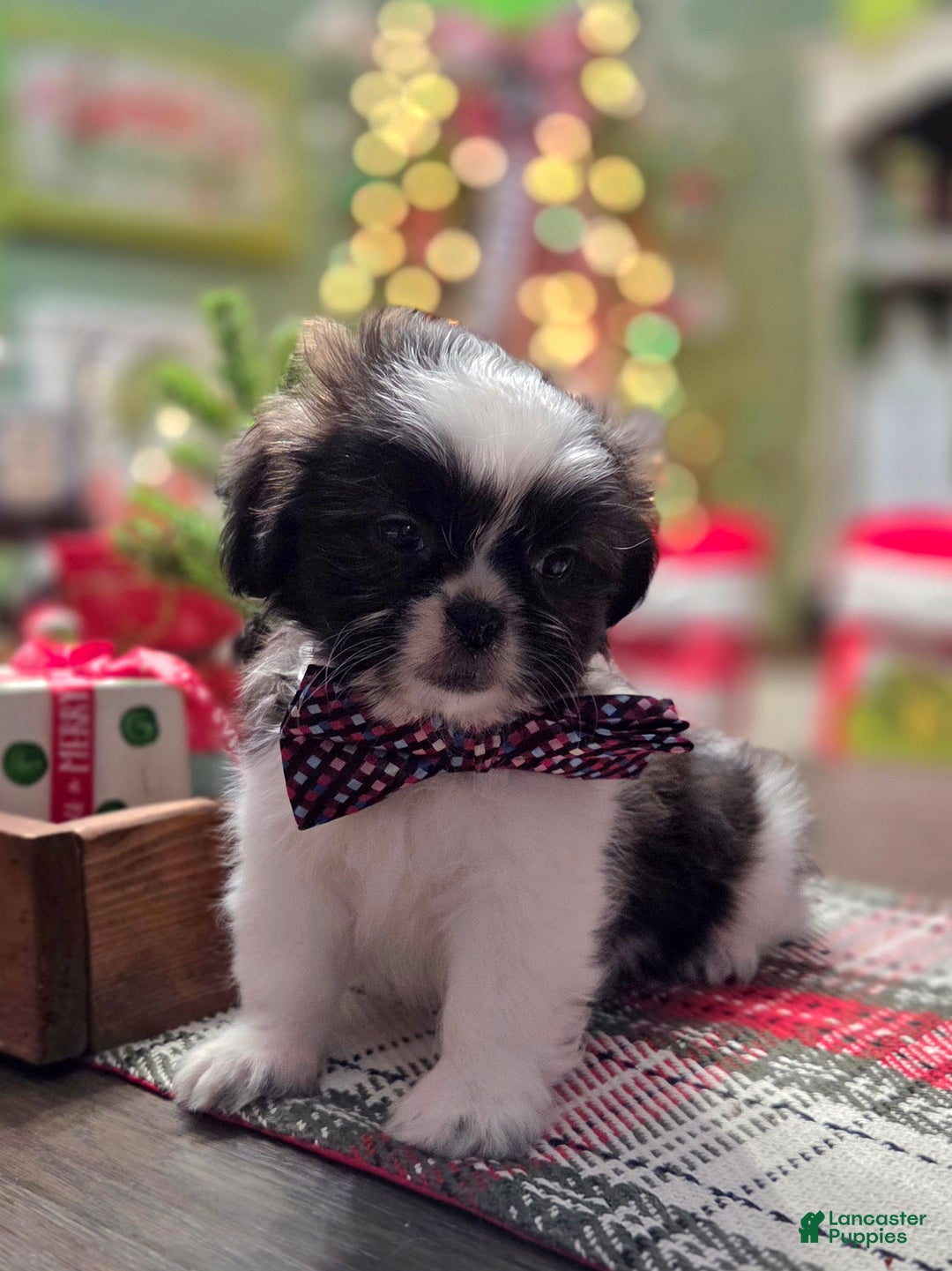 Shih Tzu dogs for sale: CRUMPET  - Ad 2