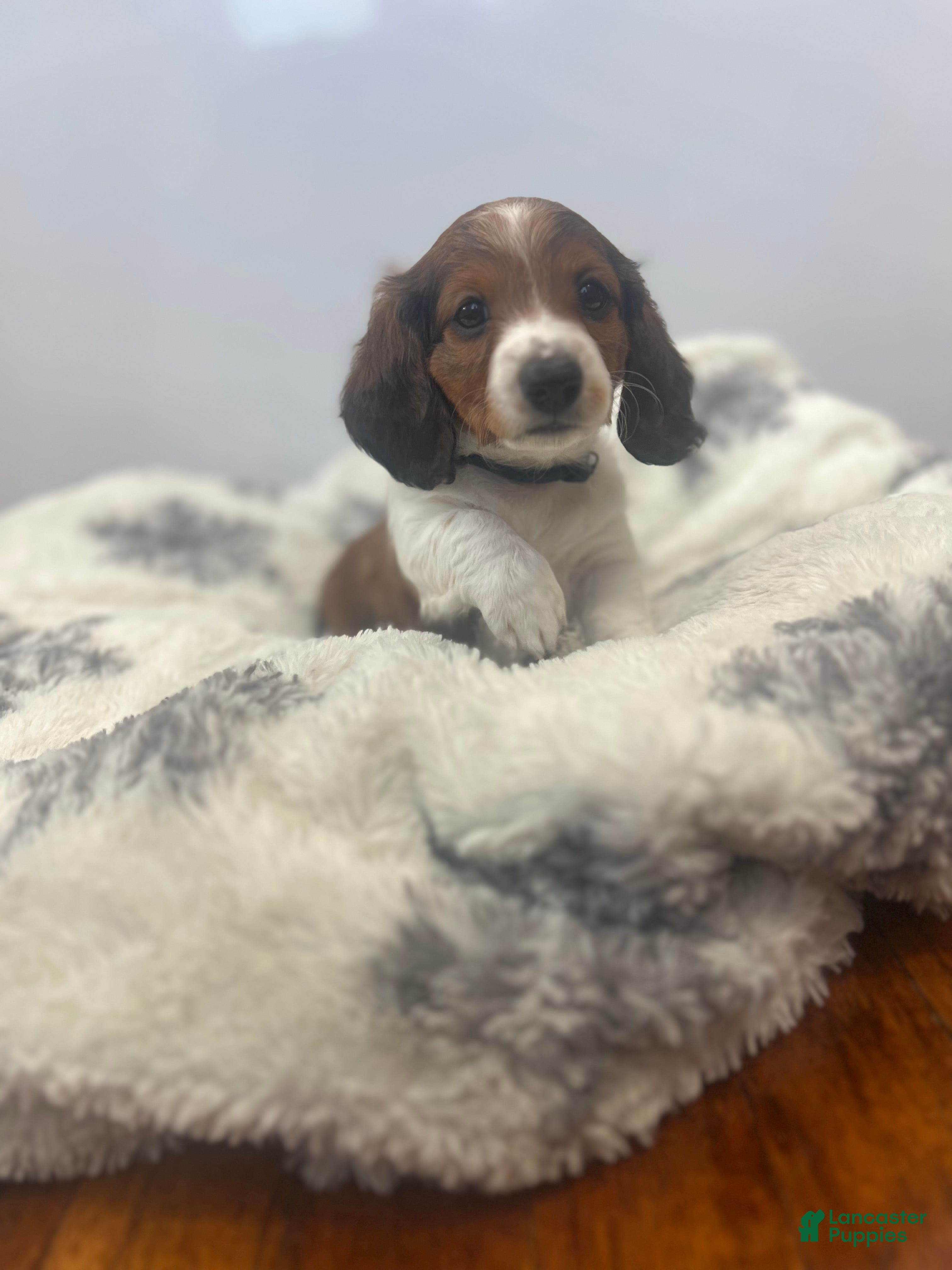 Miniature Dachshund dogs Star - Ad 1