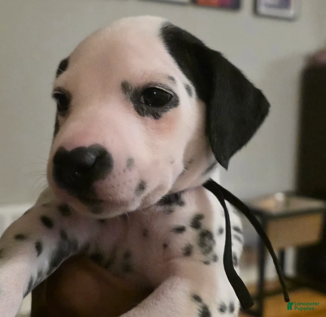 Dalmatian dogs for sale: Onyx - Ad 2