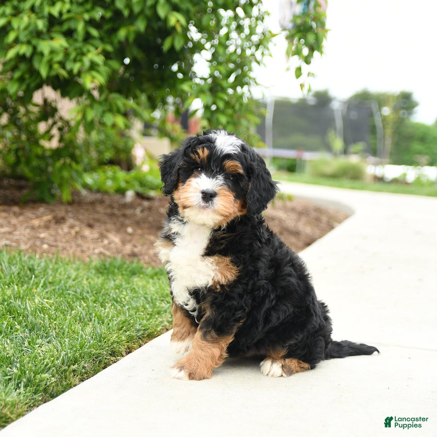 Bernedoodle dogs Bentley - Ad 2