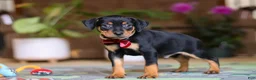 Miniature Pinscher dogs for sale: Sammy - Ad 5