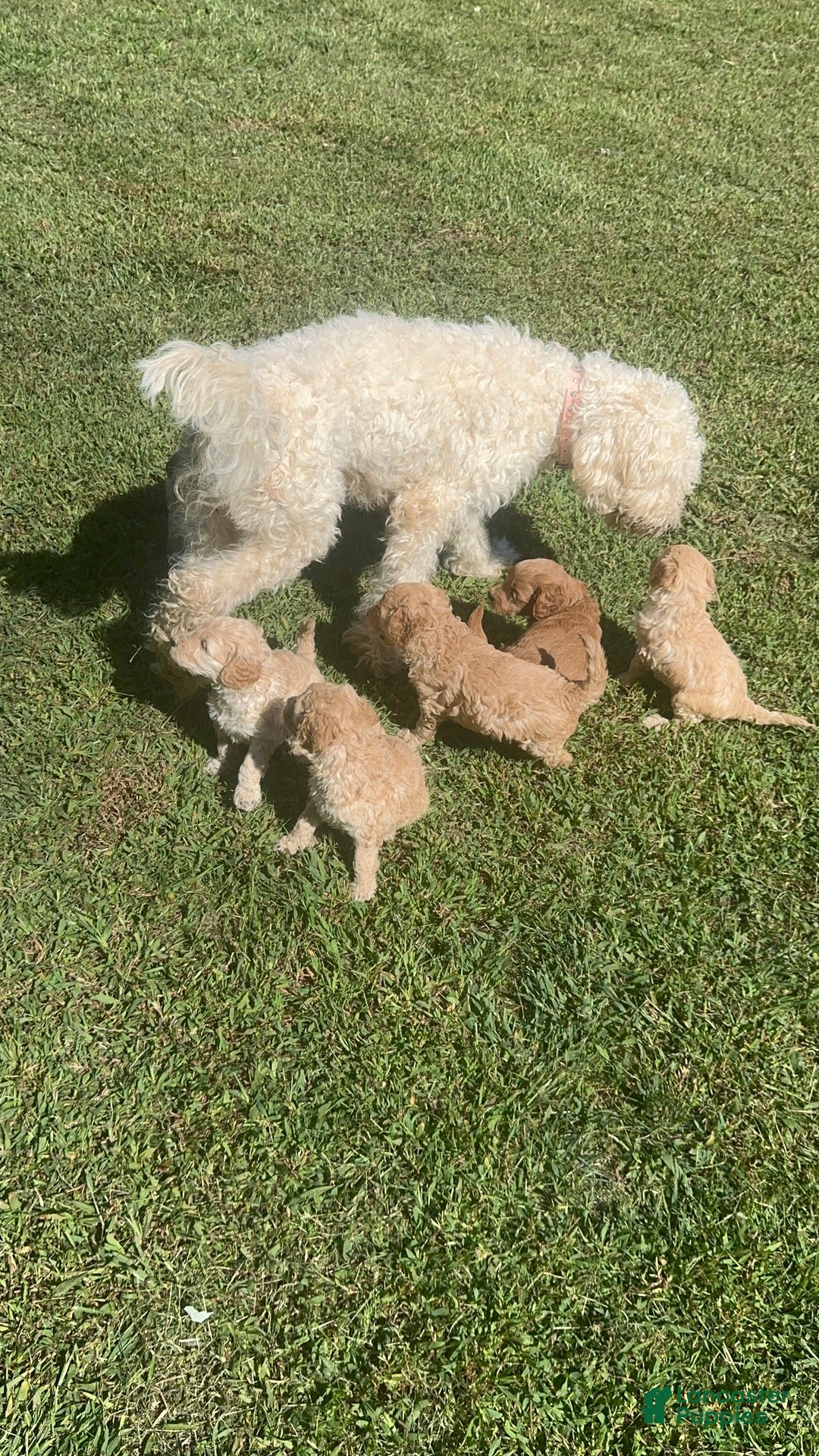 Goldendoodle dogs for sale: Buzz - Ad 9